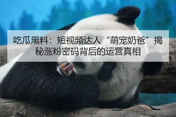 吃瓜黑料：短视频达人“萌宠奶爸”揭秘涨粉密码背后的运营真相